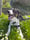 Opie_the_border_collie