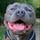 Bruce_the_blue_bear