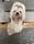 bear.theshih.tzu