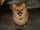 pawsfromteddy