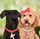 kingsley_charlamagne_thadood