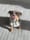 Winniethebritishbully