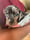 tilly_deteckel