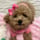 goesby_squirrel.thetoypoodle