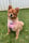 izzythepom2021