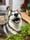 yuma.siberianhusky