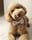 Hersheybear.labradoodle