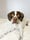 phoebe_the_sprointer