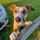 Dobby.the.house.lurcher
