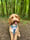 Teddythecockapoo.22