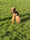 Guus.de.vizsla