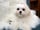 teacupmaltese_chanel