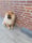 beer_chowchow