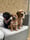 brian.sootsie.lyla