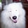 BuddyBearTheSamoyed