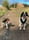 Bailey_bops_and_lily_pad