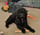 Charliedoodledog2023