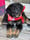 jacktheperfectdog