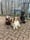 chester.apollo.ares