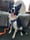 Patch_the_collie2021x