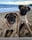 days.of.dougie.and.dottie