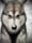 nagathemalamute