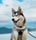 nalathehuskygirl