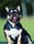 Max_lola_frenchie_love