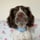 springerspanielbarney
