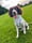 Bonnie_baby_thespringerspaniel