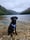 the.black.lab.loki