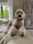 Oli.thedoodle