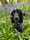 Dollythehearingdag