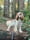 Bruno.a.cockerspaniel