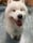 kulfi.the.samoyed
