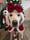 bonnie_the.golden.retriever