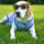 teddy_cook_the_beagle