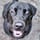 mishka_de_labrador