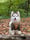 shadoww_the_pomsky