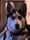 Glizzythehusky