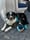Scar_the_sporty_service_dog