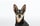 eli_and_the_minpin