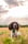 dillon_the_springer