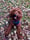 Perfect_paisley_pup