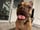 rufus.dudog