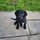 poppunk_pets_and_parenthood