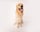 Koopers_golden_life