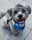 themancfurbabies
