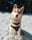 Husky_ofthe_sea
