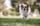 that.teacher.with.the.dog